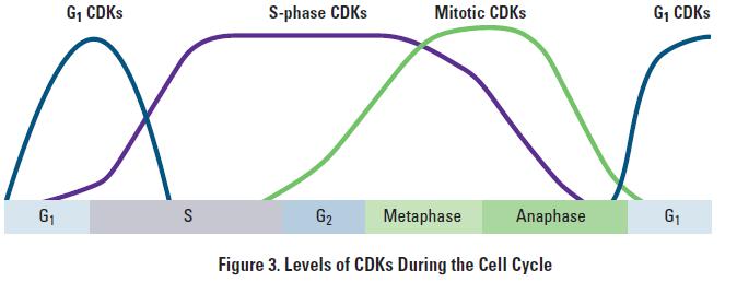 CDK partners with a family of proteins called cyclins.
