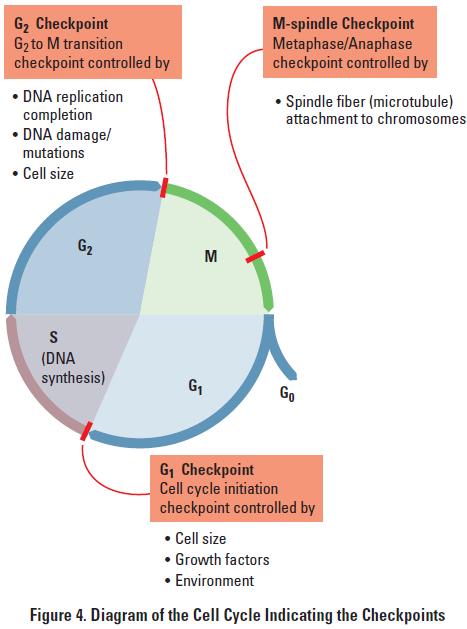 Cyclins and CDKs do not allow the cell to progress through its cycle automatically.