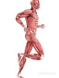 Physiological Muscles help support joints Movement is healthy and
