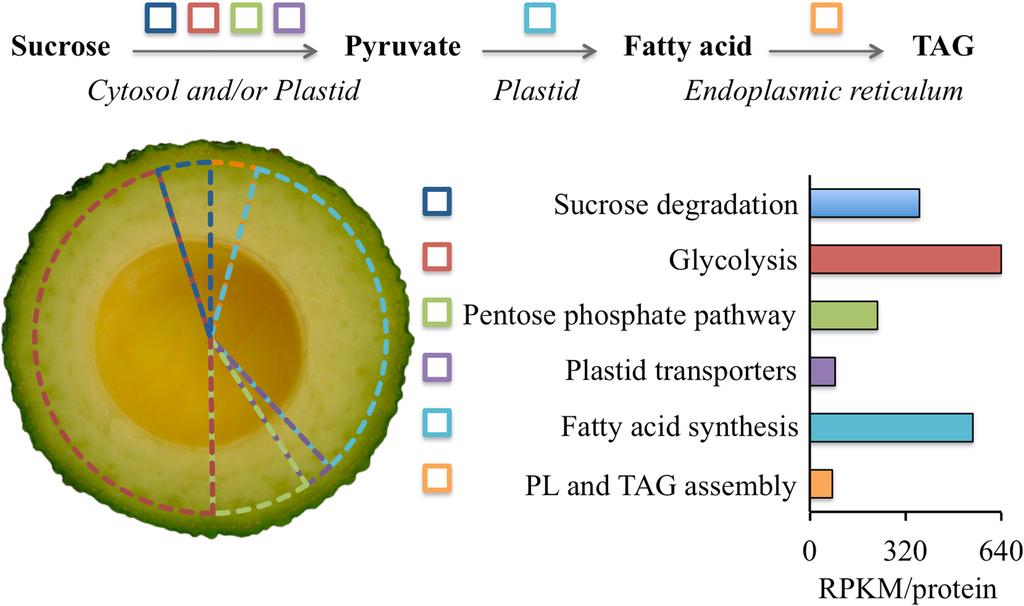 Oil biosynthesis in a basal angiosperm: transcriptome analysis of Persea Americana
