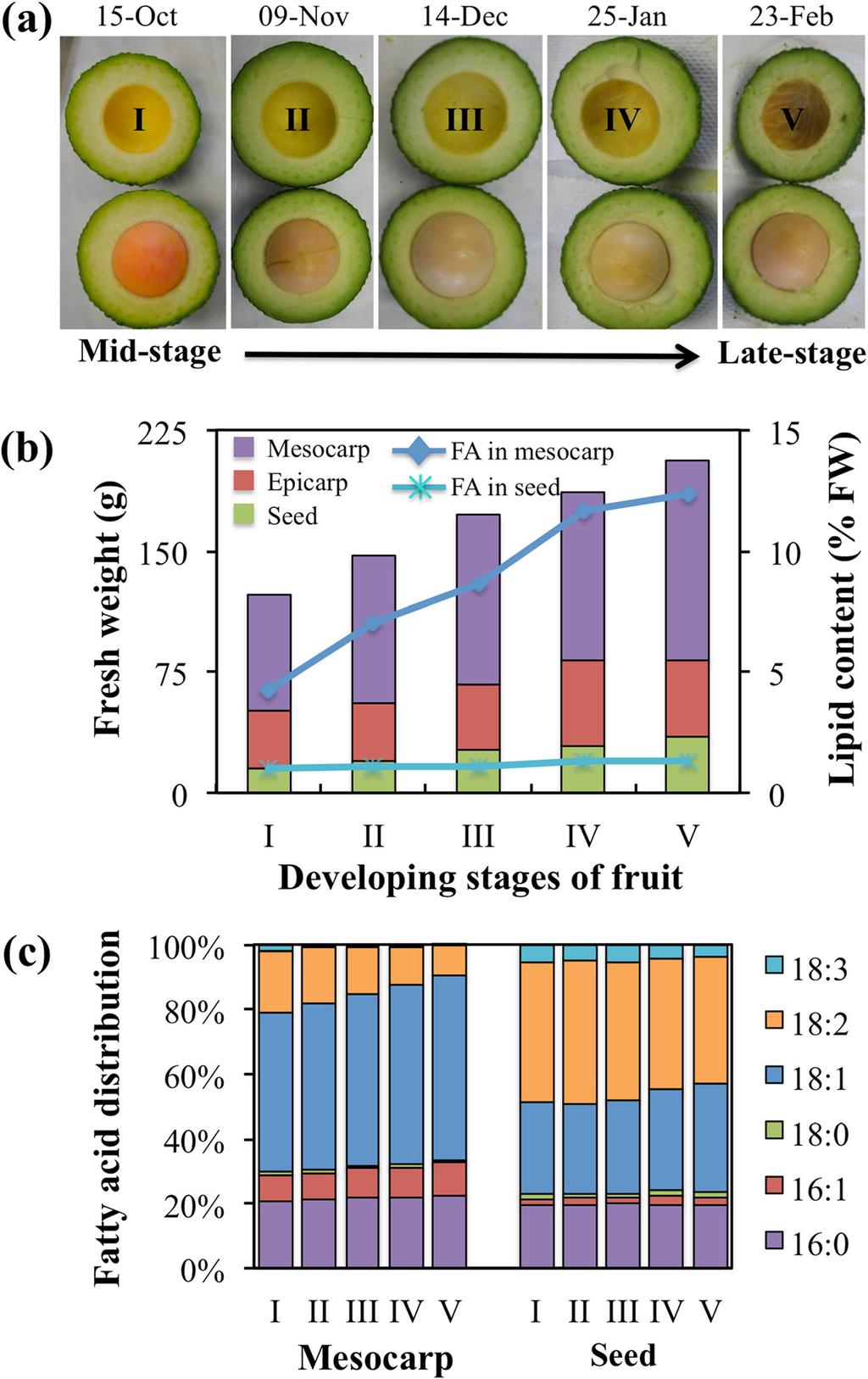 Kilaru et al. BMC Plant Biology (2015) 15:203 Page 4 of 18 Fig. 1 Lipid content and composition of developing fruits of avocado.