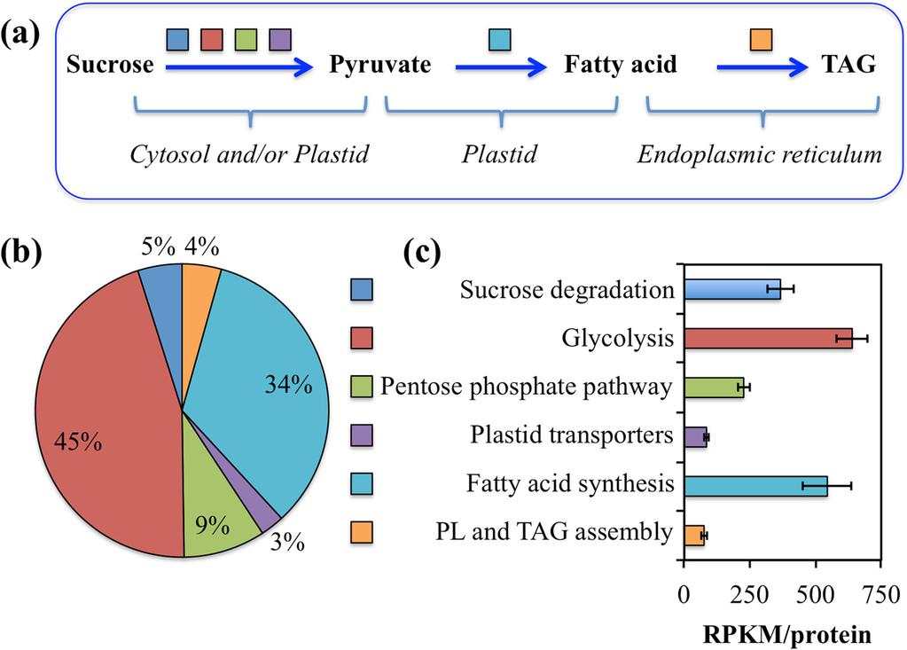 Kilaru et al. BMC Plant Biology (2015) 15:203 Page 5 of 18 Fig. 2 Gene expression pattern for select pathways (Additional file 1: Table S3).
