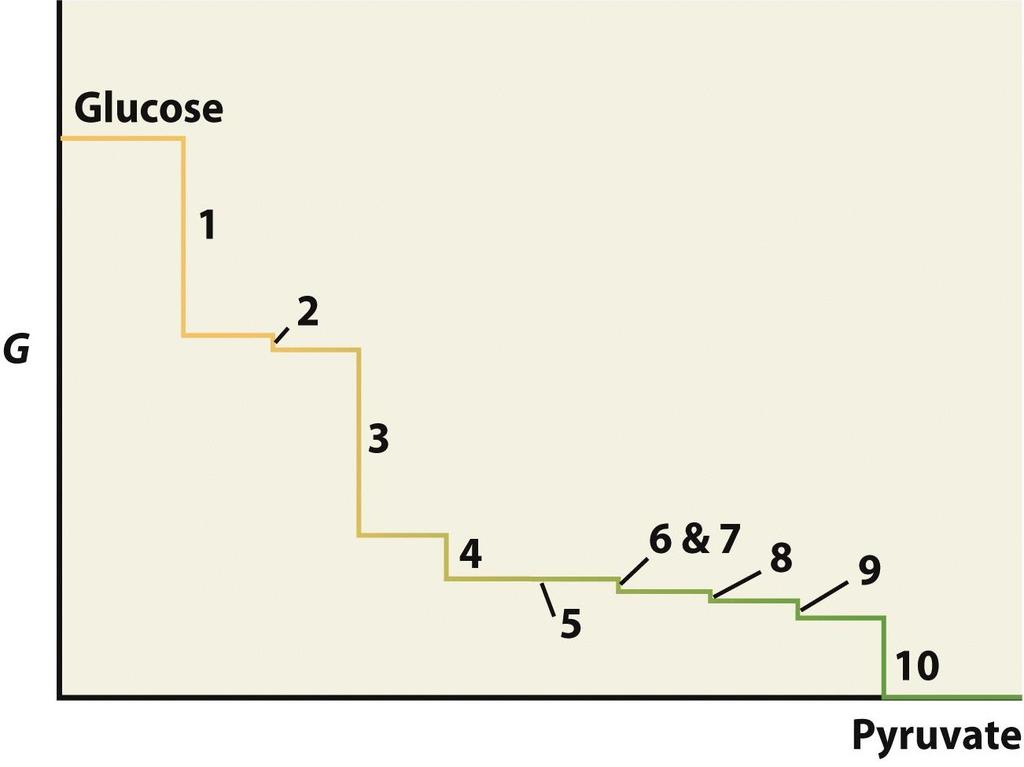 G Profile for Glycolysis Only Steps 1, 3