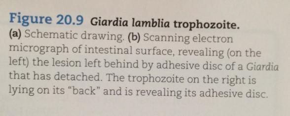What is Giardia?