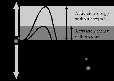 Activation Energy The