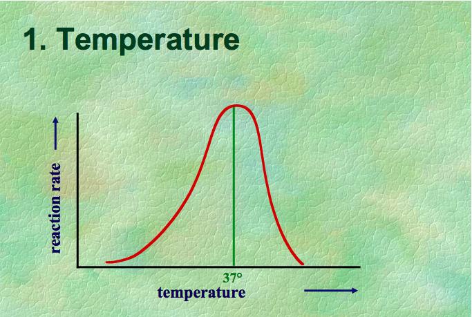 Temperature Enzymes and their substrates meet as a result of random collisions As temperature increases,