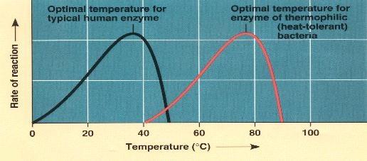 Temperature Every enzyme has an optimal temperature at which it works best!
