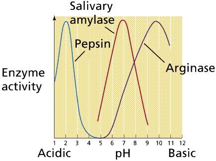 ph Enzymes also have an optimal ph at which they work best.