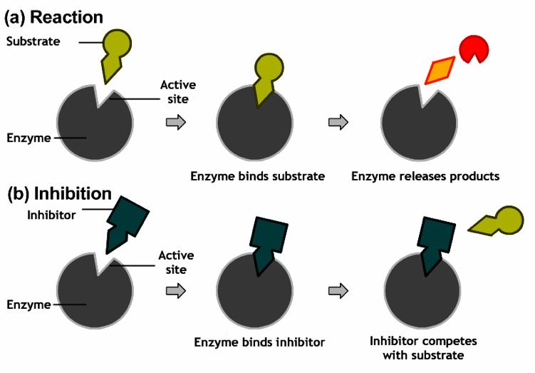 Competitive Inhibition Blocks the active site by binding to it, thereby preventing the substrate from binding.