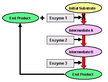 End Product Inhibition End product inhibition is negative feedback used to regulate the production of a given molecule.