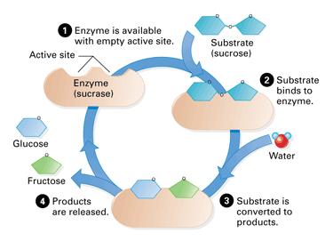 How do Enzymes work? http://highered.mcgraw-hill.