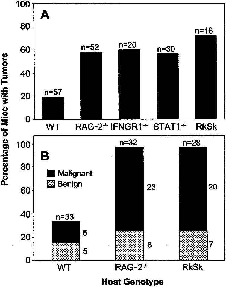 334 DUNN OLD SCHREIBER Figure 1 Increased incidence of chemically induced and spontaneous tumors in immunodeficient mice.