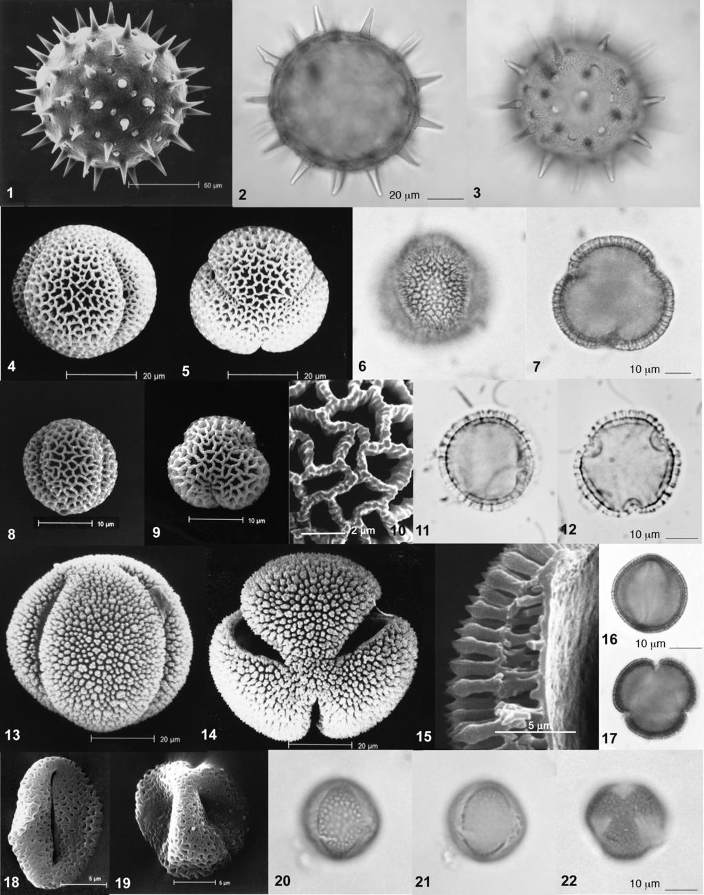 Pollen morphology of trees, shrubs and woody herbs of the coastal plain 257 Plate IV Fig. 1-3 Senra incana: 1. SEM; 2. LM, optical cross-section; 3. LM, high focus. Fig. 4-7 Jasminum grandiflorum L.