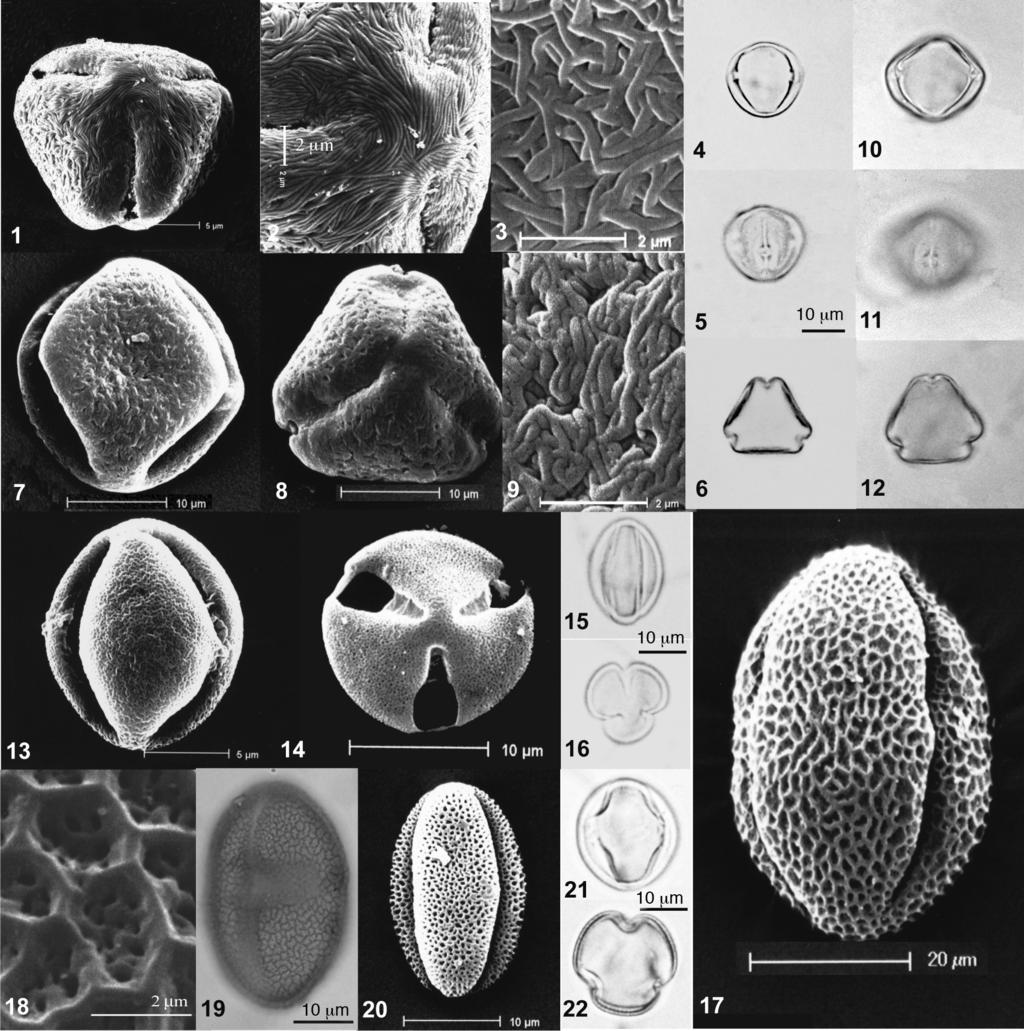 Pollen morphology of trees, shrubs and woody herbs of the coastal plain 259 Plate V Fig. 1-6 Ziziphus leucodermis: 1. SEM, polar view; 2, SEM, particular of the exine at the pole; 3.