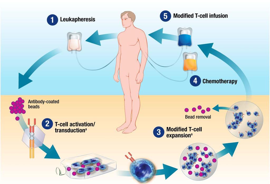 CAR-T cells: genetically modified immune cells a Cellular