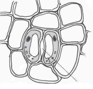 26. The figure shows the structure of a stoma of a plant.