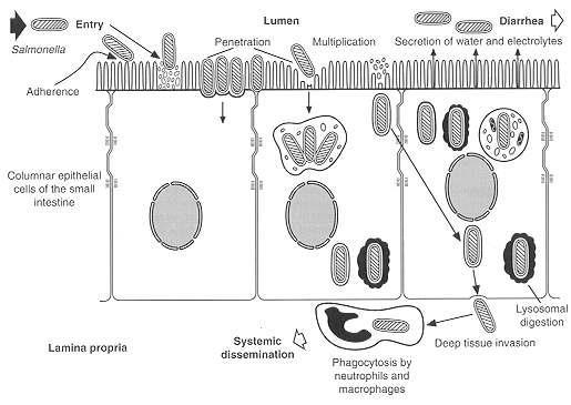 which salmonellae invade the epithelium is partially understood and involves an initial binding to specific receptors on the epithelial cell surface followed by invasion.