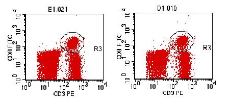 Effect of HIF on CD8+ lymphocytes CD8+ lymphocytes is a T lymphocyte that attack cancer cells, infected cells and damaged cells (DeNardo et al.