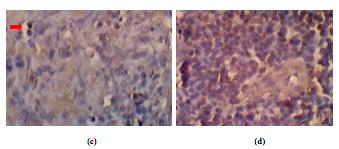 The IL-10 expression in spleen was detected by immunohistochemistry staining method (Doster et al., 2010).