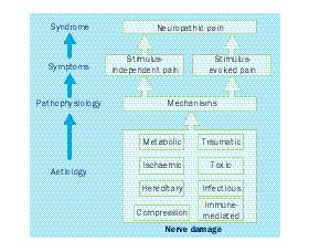 This approach will require substantial progress in our understanding of the pathophysiology of neuropathic pain, the development of accurate diagnostic tools to discover what mechanisms contribute to