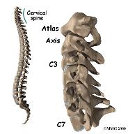 spinal column, the spinal cord sends out nerve branches through openings on both sides of each vertebra. These openings are called the neural foramina.
