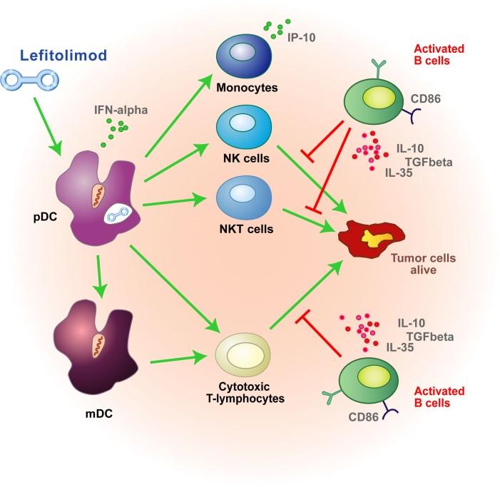 Hypothesis for Activated B Cell Subgroup enables immune response targeting tumor cells Activated B cells suppress lefitolimod-triggered response Activated B cells include the population of B cells