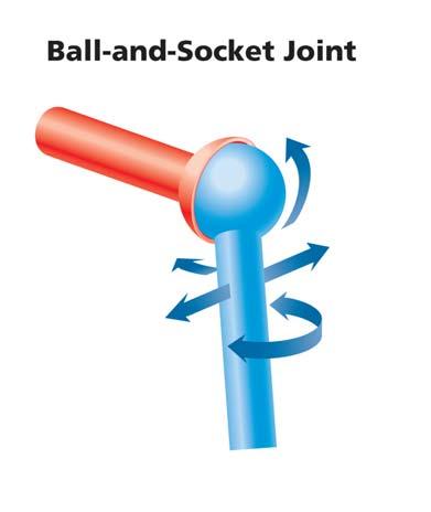 Ball-and-Socket Joint Allows the greatest