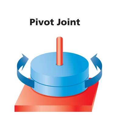 Pivot Joint Allows one bone