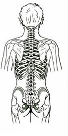 Shape and Support Skeleton determines the shape of your body.