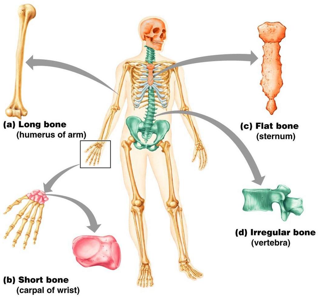 Classification of Bones on