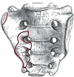 Sacral promontory projecting border on superior end (body) Transverse lines (4)