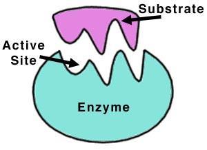 The region of the enzyme where the substrate binds