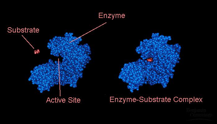 The enzyme binds to its substrate (or substrates, when there are two or