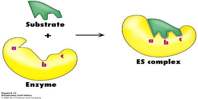 The shape of the active site must fit the shape of the substrate (Like a lock fits a key) As the substrate enters the active site, interactions between its chemical groups and those on the R groups