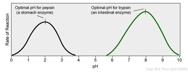 ph Just as each enzyme has an optimal temperature, it also has a ph at which it is most active.