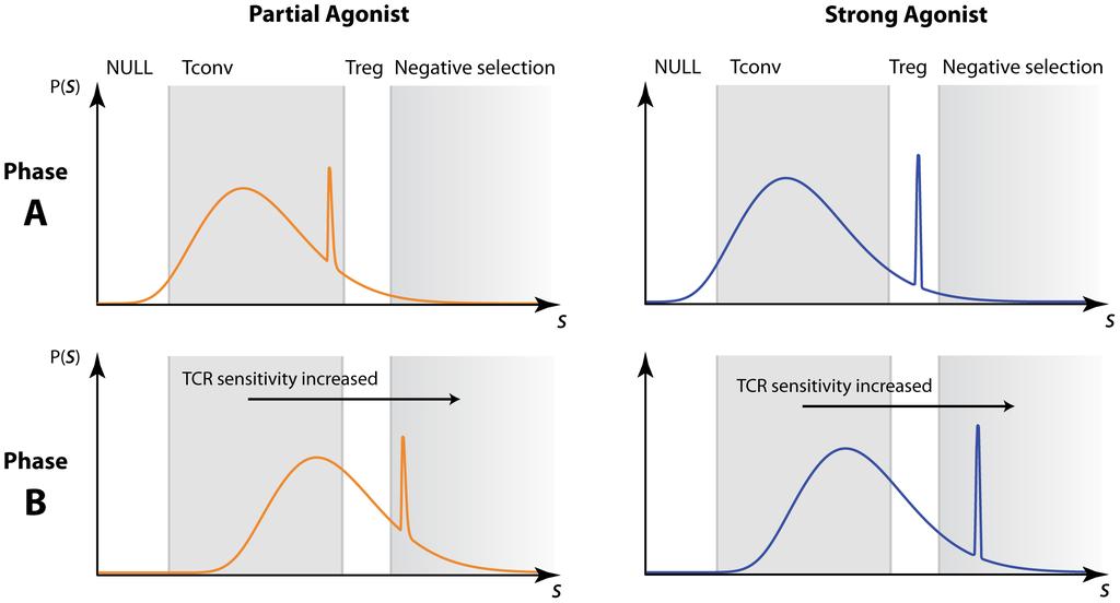 Figure 9. Using the two-phase model to explain the dependence of T reg development on agonist strength.