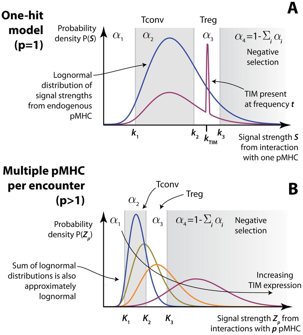 Figure 3. The influence of TIM expression on the distribution of signal strengths resulting from thymocyte encounters. A: The case p~1. The probabilities a i (i~1.