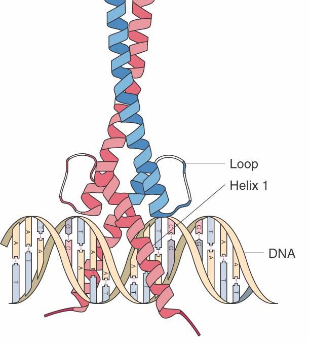 Homeobox genes Hox genes Always transcription factors Bind DNA directly: Through the homeobox