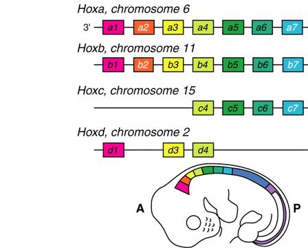 Hox knockouts have allowed the study of regional differences in the developing mice hindbrain Segmentation of the hindbrain result in the formation of rhombomeres similar to