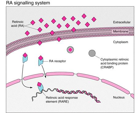 What signal molecules pattern the Hox expression? Retinoic acid (RA) has been show to regulate Hox gene expression.