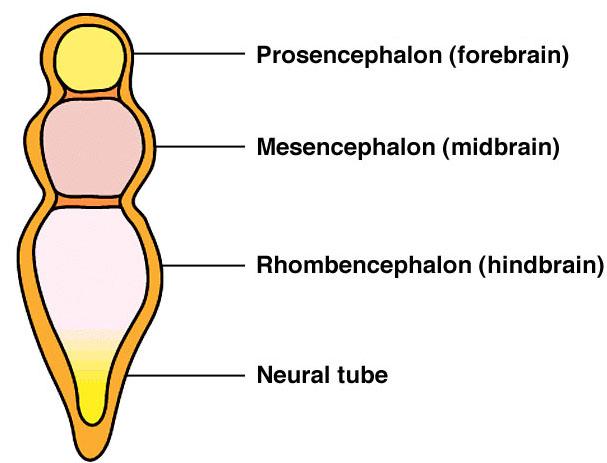 3 primary brain vesicles are further divided: Prosencephalon 1.