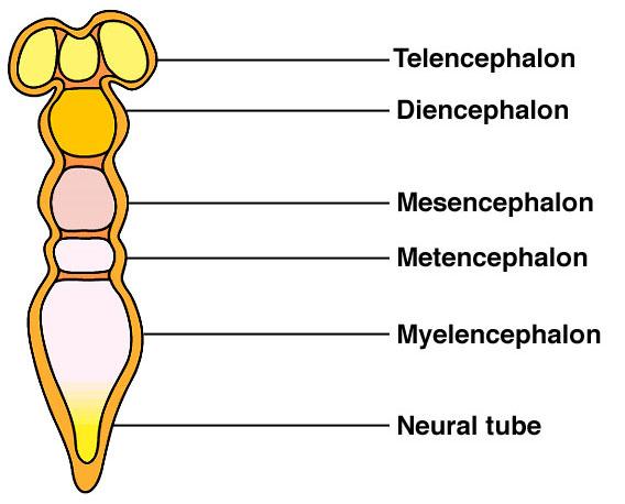Diencephalon: Thalamus, hypothalamus, and optic vesicles
