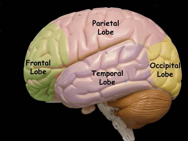 Central Nervous System The central nervous system is composed of the brain and spinal cord. The brain lies within the cranial vault of the skull, surrounded and protected by the skull bones.