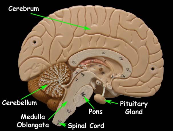 On the mid-sagittal view below, you can see some additional structures, including the corpus callosum, the band of fibers that helps connect the two cerebral hemispheres.