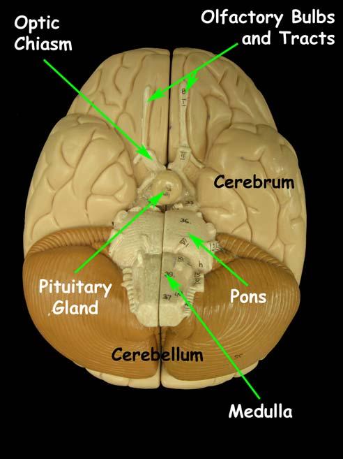 When viewing the brain from the bottom (or ventral surface), you will see some familiar structures: cerebrum, cerebellum, medulla oblongata, pons, and pituitary gland.