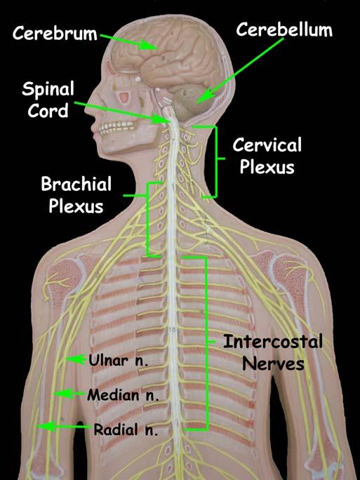 Peripheral Nervous System The peripheral nervous system relates to the nervous tissue structures that connect the central nervous system to the rest of the body organs.