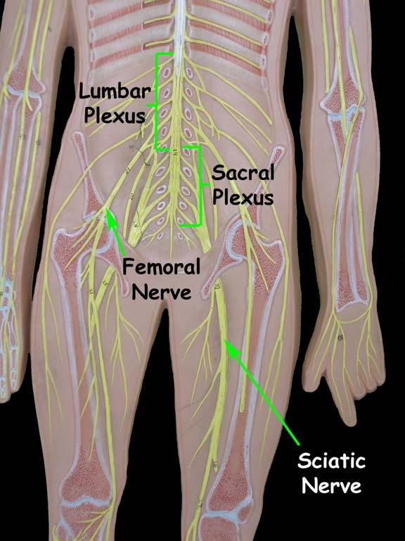 The lumbar plexus involves nerves of the lower back (i.e. the lumbar nerves). The nerves emerging from this plexus provide nerve supply to the pelvic region and the anterior/front of the leg.
