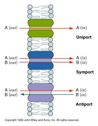 Types of Transport Uniport - transport of a SINGLE solute across a membrane, in one direction (A), can be passive or active.