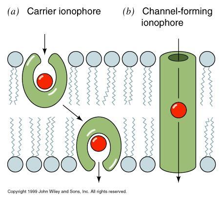 Passive Mediated Transporters: Ionophores Ionophore action increase permeability of membrane to selected IONS by facilitating their diffusion across a membrane (a) Carrier ionophores bind to and