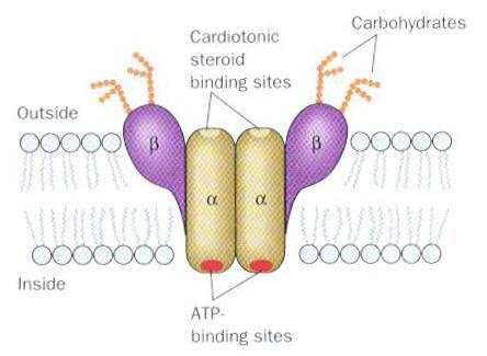 Active Transport: (Na + -K + )ATPase Pump Membrane bound ATPases: Uses energy released by ATP hydrolysis to translocate cations across membranes to FORM a gradient PUMP = transports ions